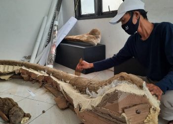 Tiga Titik Lokasi, Temukan Fosil Gading Gajah Purba Sepanjang Tiga Meter