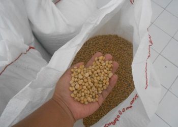 Harga Tinggi, Permintaan Kedelai Masih Stabil
