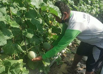 Bantuan Pompa Bermanfaat, Petani Siap Panen Melon Lebih Awal