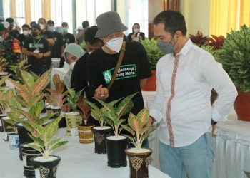 Kontes Tanaman Aglaonema, Panitia Buat Lima Kategori