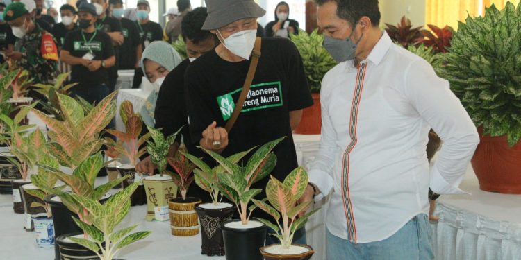Kontes Tanaman Aglaonema, Panitia Buat Lima Kategori