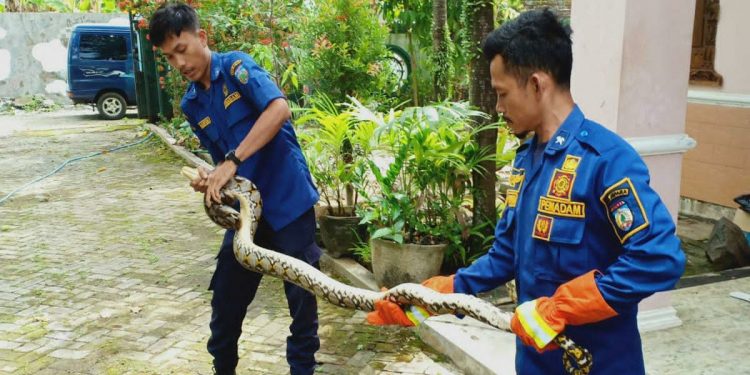 Bikin Kaget, Ular Piton Sepanjang 3 Meter Masuk Rumah